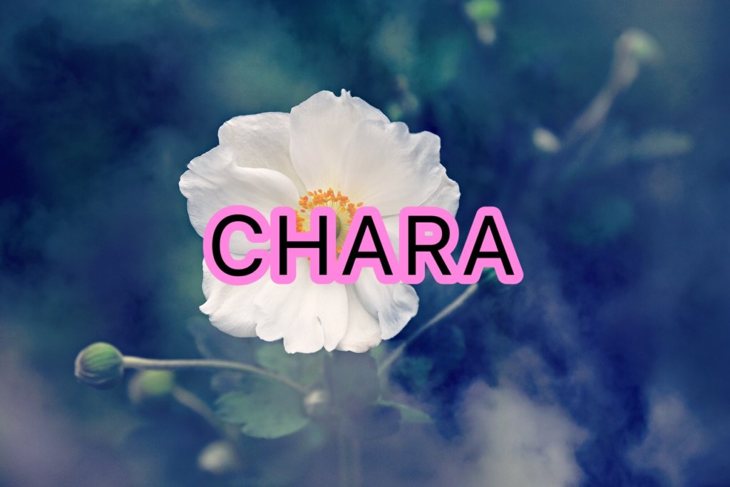 CHARAの声や歌い方についての分析