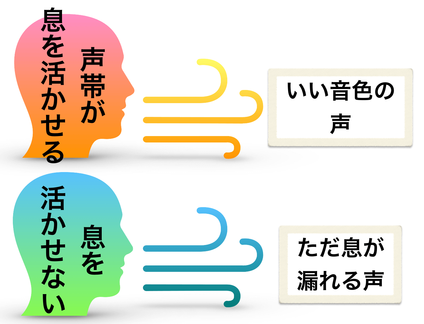 息に声を乗せる 息の重要性 と声帯との連動性について