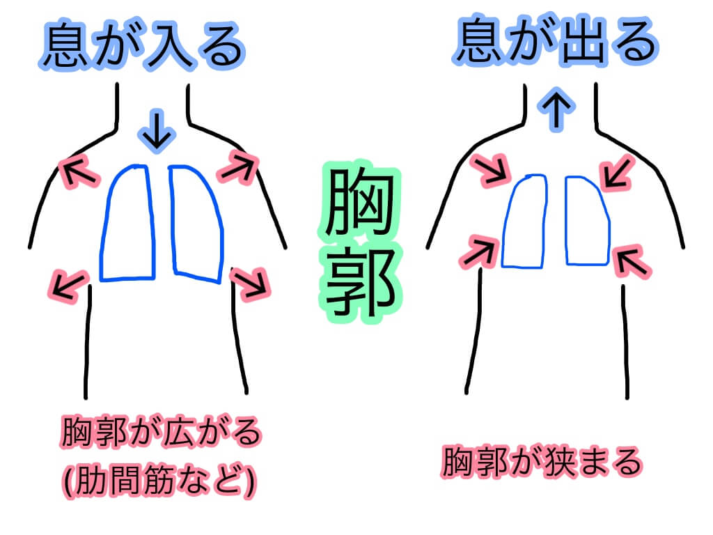 肺活量と発声の関係性について 肺活量は歌に必要なのか