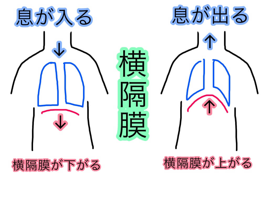 肺活量と発声の関係性について 肺活量は歌に必要なのか