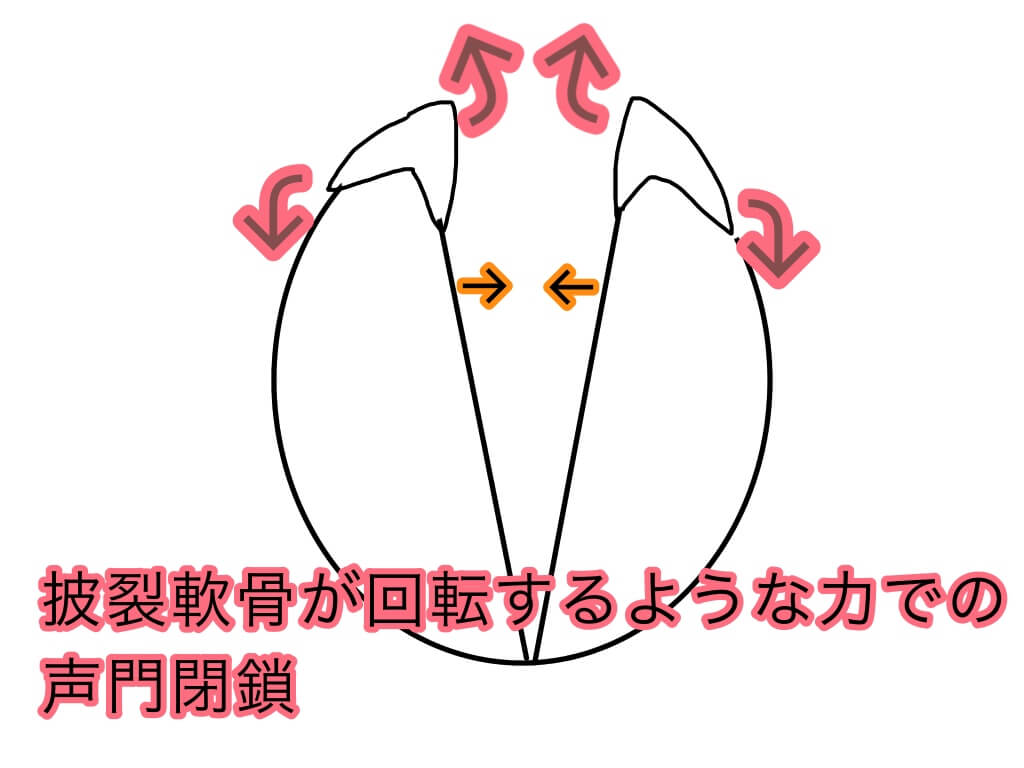 芯のある声を作るのは 声門閉鎖