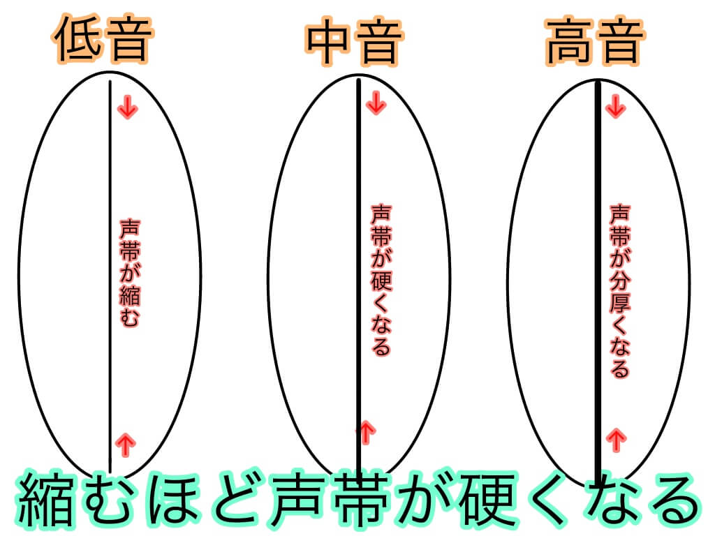 声の音程を調節する仕組みについて 声帯伸展と声帯収縮