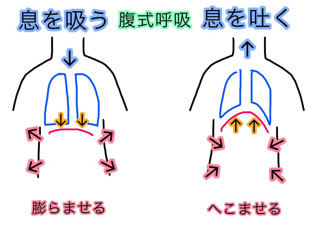 歌における 腹式呼吸 の必要性について