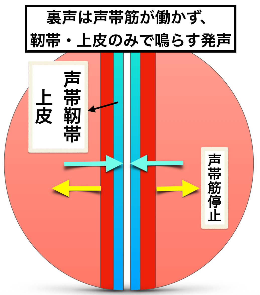 女声の出し方についての研究