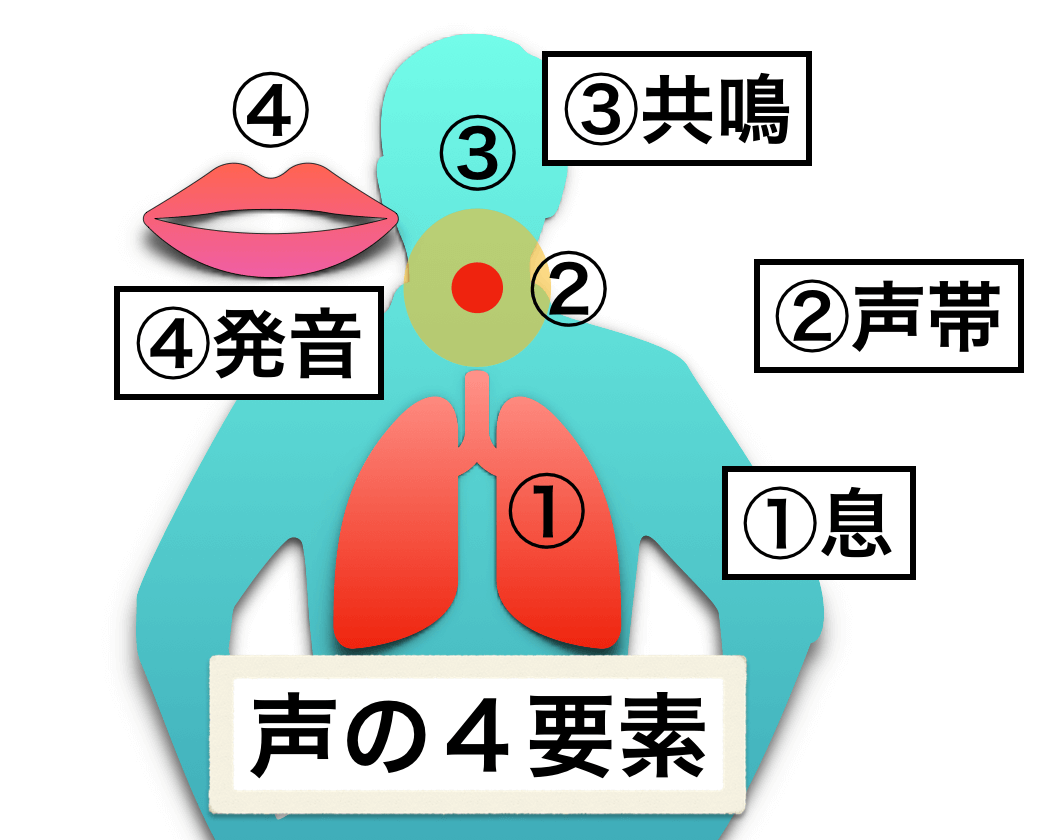息に声を乗せる 息の重要性 と声帯との連動性について