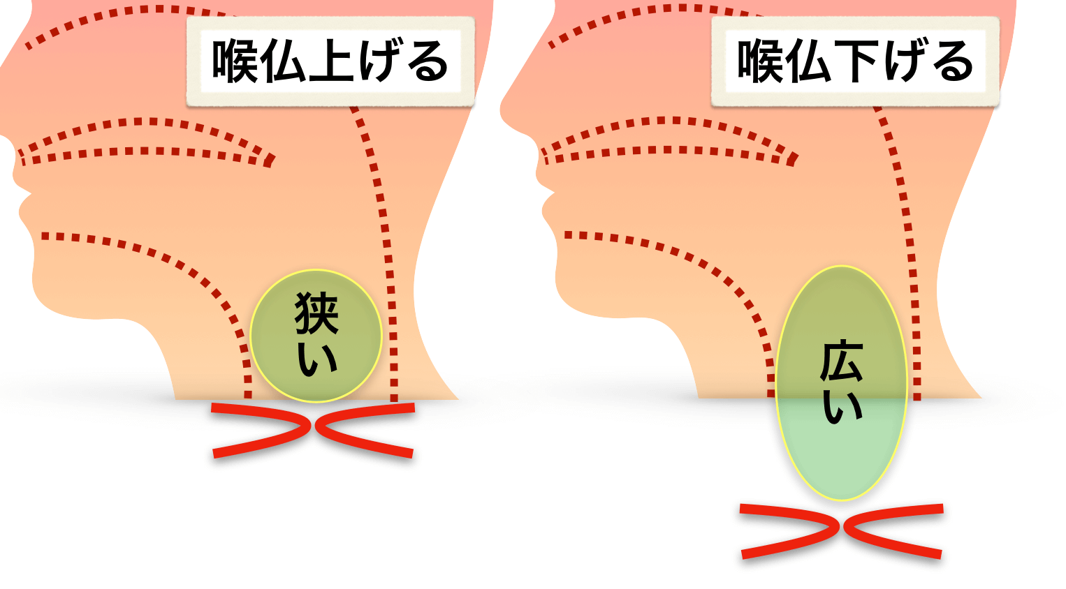 咽頭腔と喉仏の位置の関係性