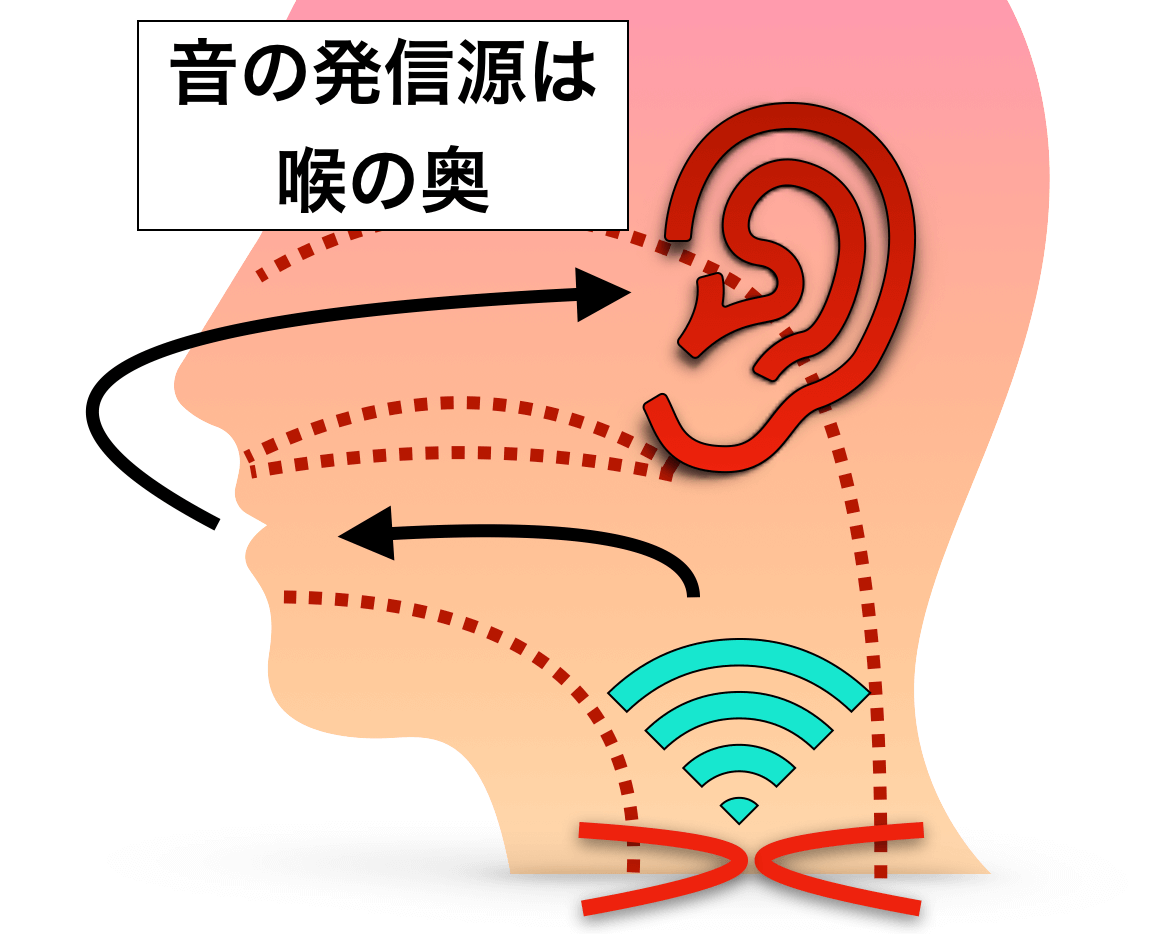 普通の発声は音の発信源は声帯