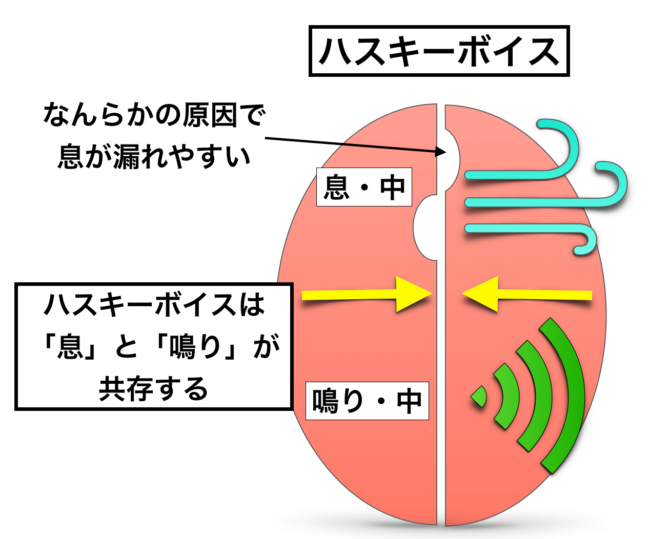 声の 倍音 の出し方において意識するべきは 息 と 声帯の鳴り