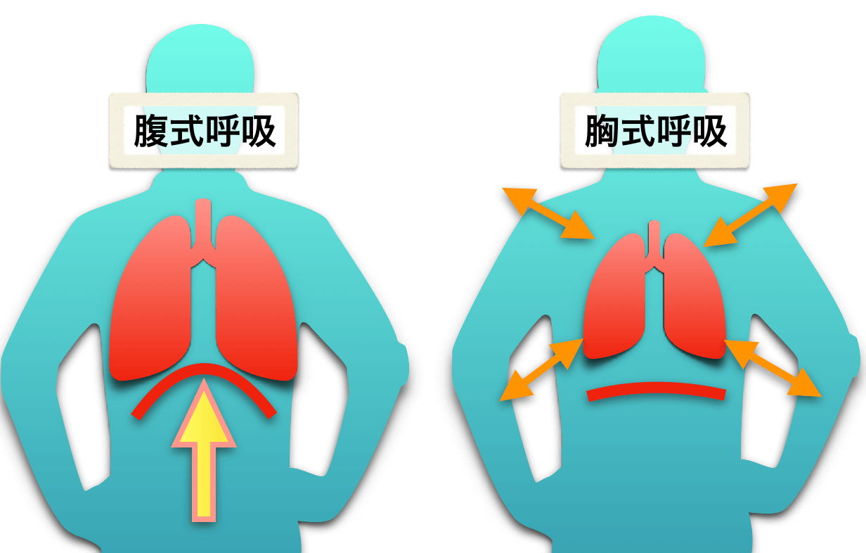 腹式呼吸と胸式呼吸