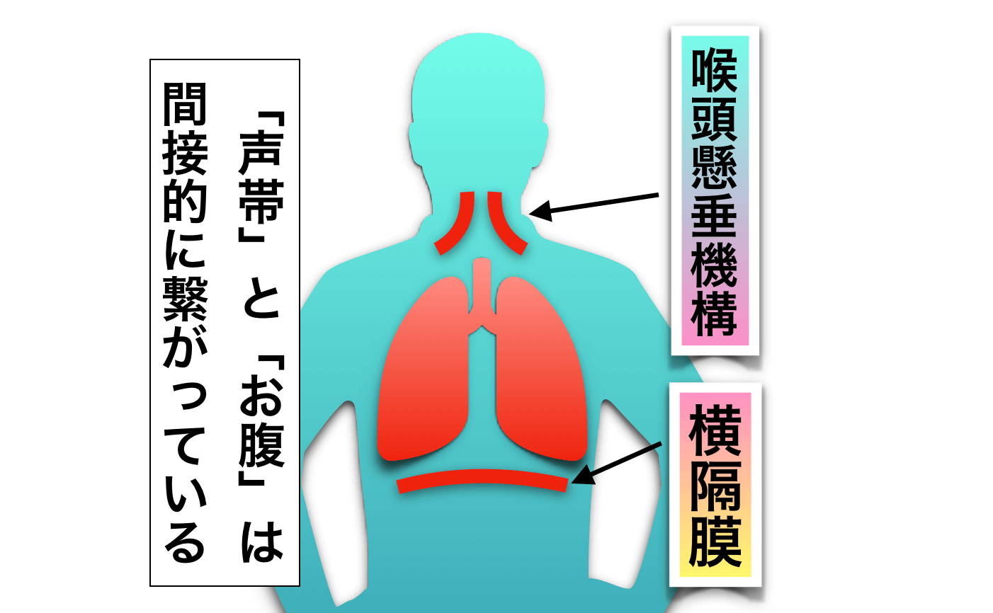 声帯とお腹は間接的に繋がっている