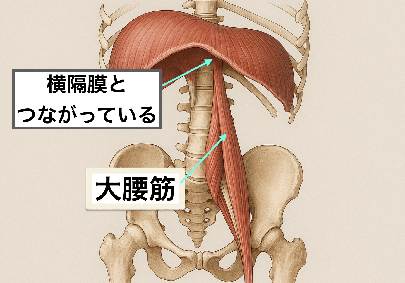 横隔膜と大腰筋